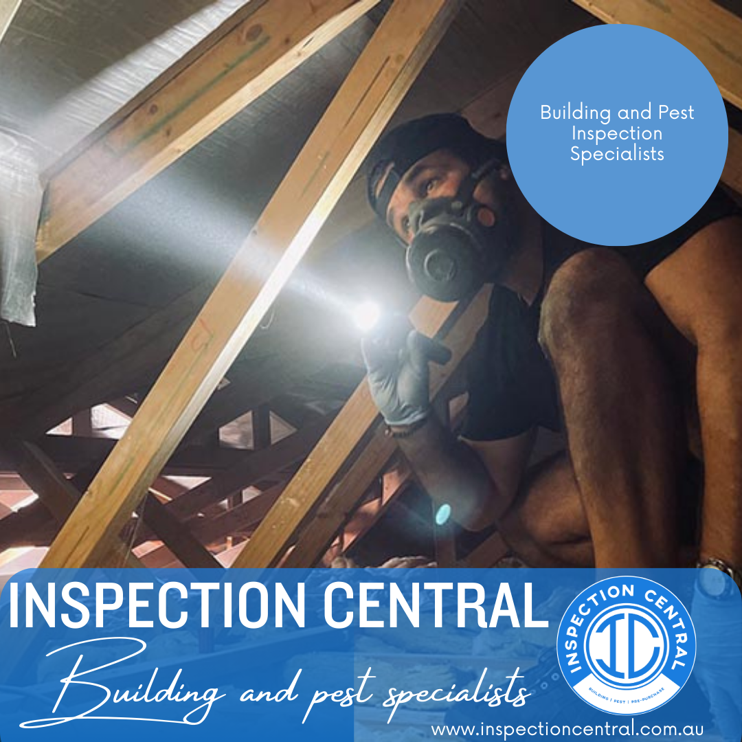 Our building inspector conducting structural inspection of property timber frame for signs of termite damage